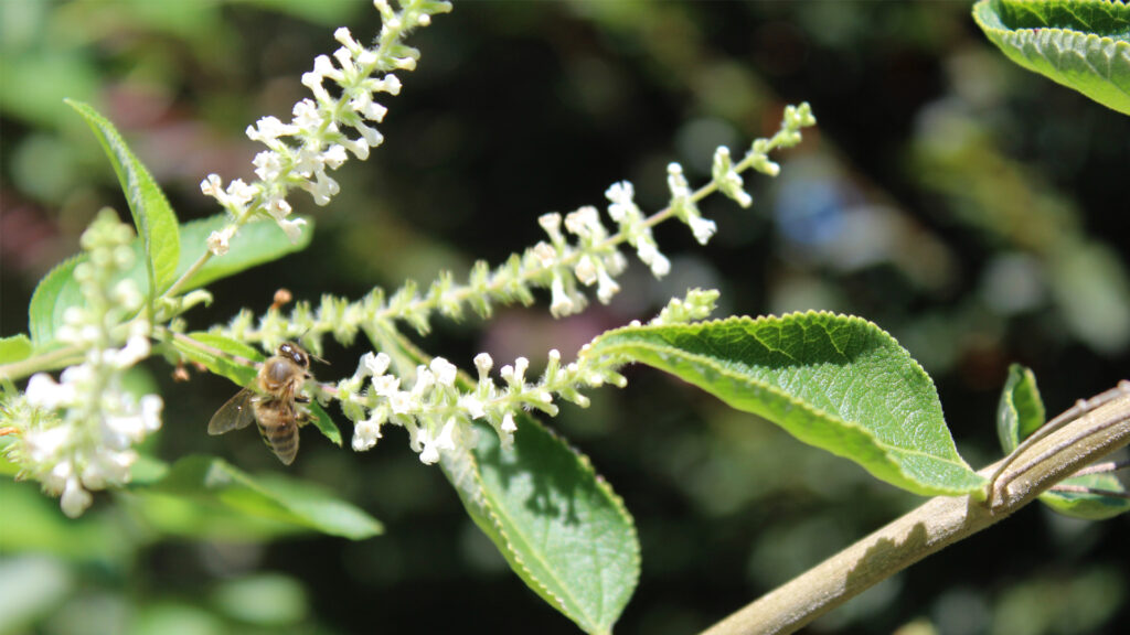 A honeybee on an almond bush (Susan Nugent photo)