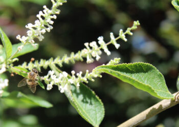 A honeybee on an almond bush (Susan Nugent photo)