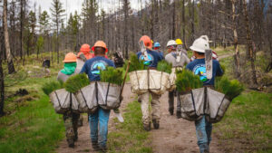 Seedling replanting in the Lolo National Forest. (National Forest Foundation, Dave Gardner Creative, CC BY 2.0)