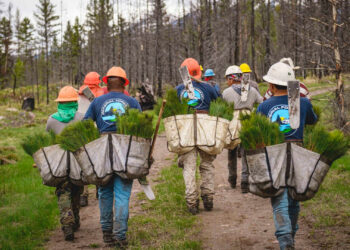 Seedling replanting in the Lolo National Forest. (National Forest Foundation, Dave Gardner Creative, CC BY 2.0)