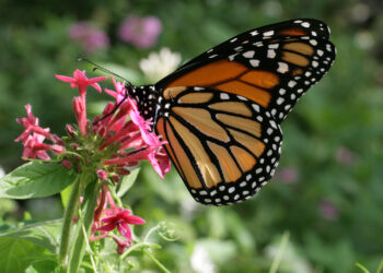 A monarch butterfly (Korall, CC BY 3.0, via Wikimedia Commons)