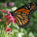 A monarch butterfly (Korall, CC BY 3.0, via Wikimedia Commons)