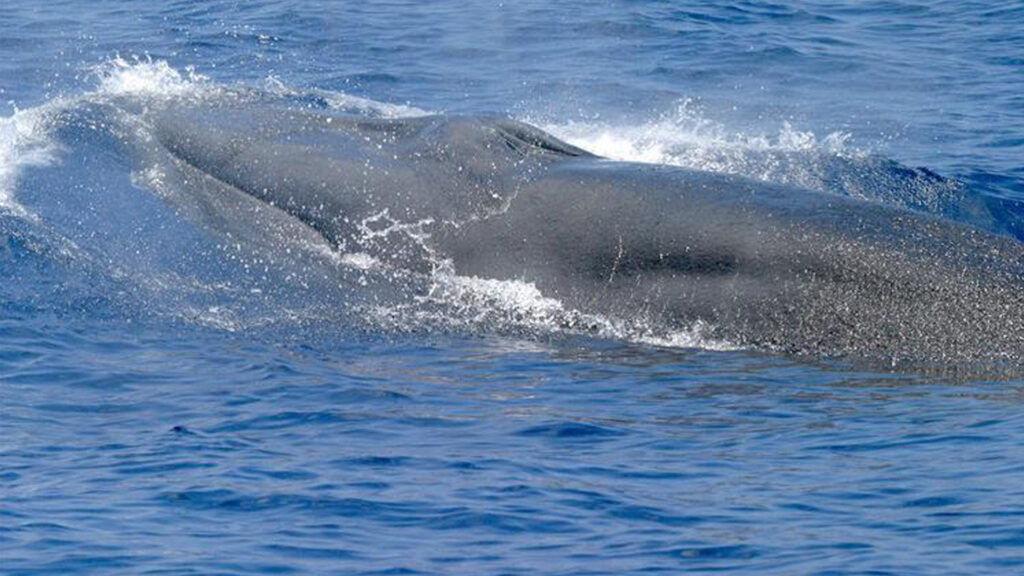 Rice's whale (NOAA, via Wikimedia Commons)