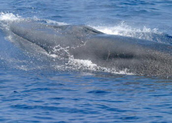 Rice's whale (NOAA, via Wikimedia Commons)