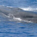 Rice's whale (NOAA, via Wikimedia Commons)