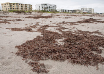 Sargassum on Cocoa Beach in April (Cat Wofford, UF/IFAS)