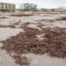 Sargassum on Cocoa Beach in April (Cat Wofford, UF/IFAS)