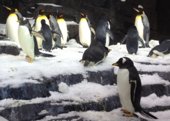Penguins at Sea World Orlando (zannaland, CC BY-SA 2.0, via Wikimedia Commons)