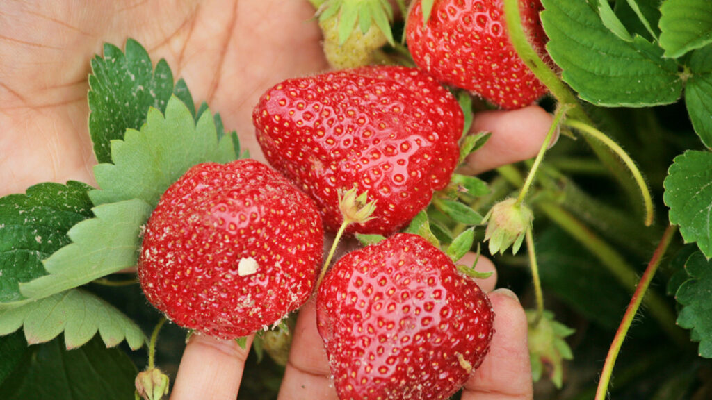 Strawberries being picked (Sujit kumar, CC BY-SA 3.0, via Wikimedia Commons)