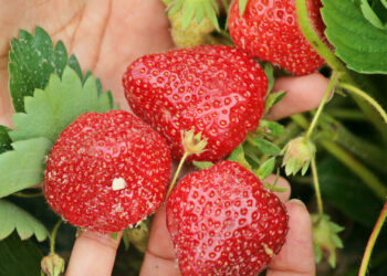 Strawberries being picked (Sujit kumar, CC BY-SA 3.0, via Wikimedia Commons)