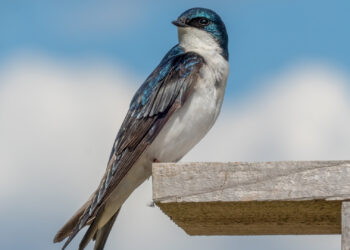 A tree swallow. A study found that over the past three decades, the body mass of tree swallows, got 2.8% smaller. (Rhododendrites, CC BY-SA 4.0, via Wikimedia Commons)