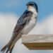A tree swallow. A study found that over the past three decades, the body mass of tree swallows, got 2.8% smaller. (Rhododendrites, CC BY-SA 4.0, via Wikimedia Commons)