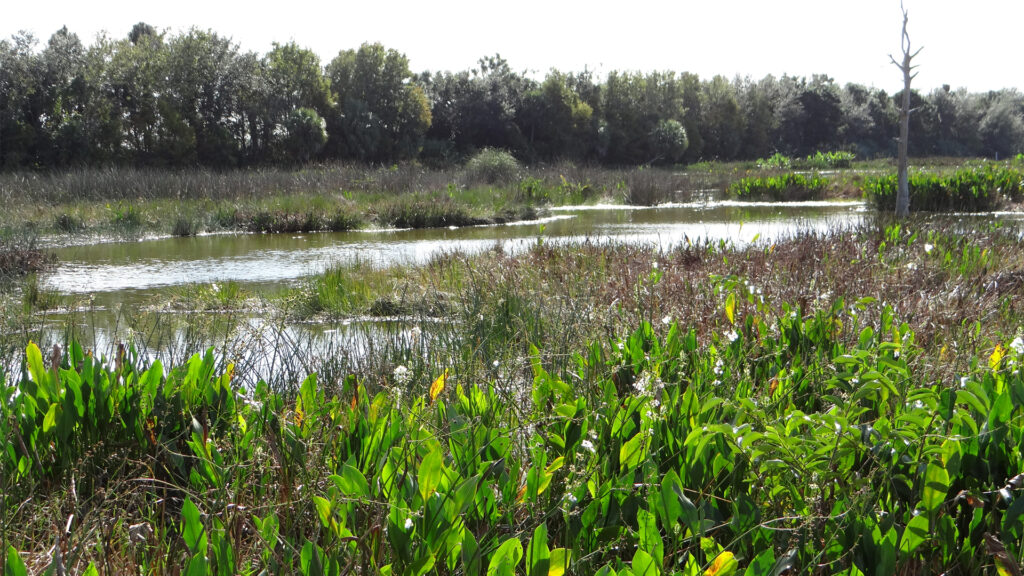 Wetlands in Florida (David Adam Kess, CC BY-SA 4.0, via Wikimedia Commons)