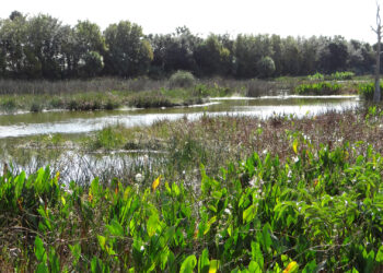 Wetlands in Florida (David Adam Kess, CC BY-SA 4.0, via Wikimedia Commons)