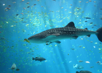 A whale shark in the Georgia Aquarium (Zac Wolf, CC BY-SA 2.5, via Wikimedia Commons