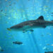 A whale shark in the Georgia Aquarium (Zac Wolf, CC BY-SA 2.5, via Wikimedia Commons