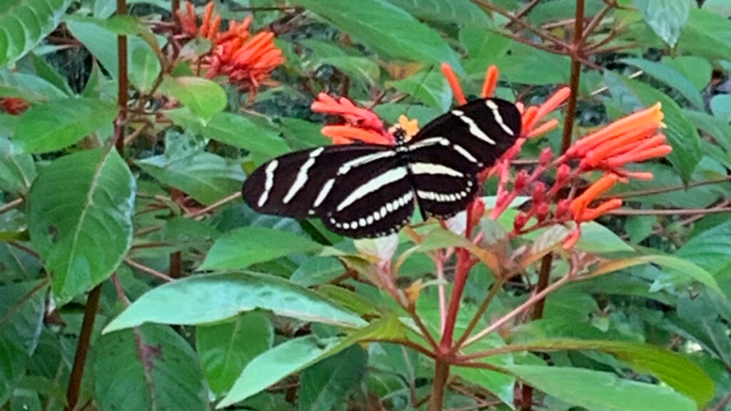 Florida’s state butterfly, the zebra longwing butterfly, on a firebush, Hamelia patens. (Susan Nugent photo)