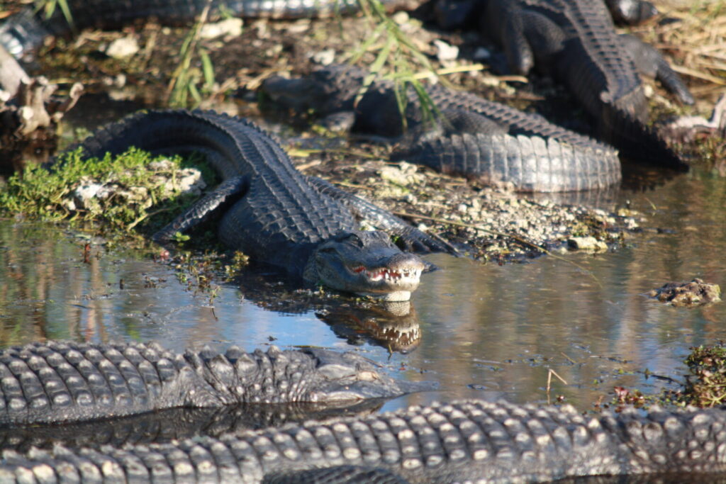 Alligators basking in Everglades National Park. (Leslie Velarde/National Park Service)