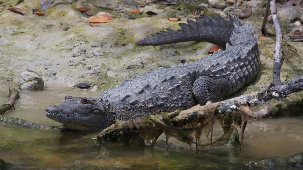 A crocodile in Everglades National Park (Gregory "Slobirdr" Smith, CC BY-SA 2.0, via Wikimedia Commons)
