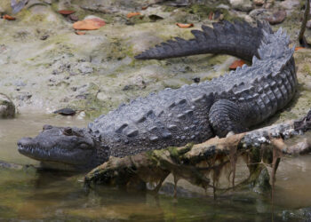 A crocodile in Everglades National Park (Gregory "Slobirdr" Smith, CC BY-SA 2.0, via Wikimedia Commons)