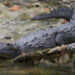 A crocodile in Everglades National Park (Gregory "Slobirdr" Smith, CC BY-SA 2.0, via Wikimedia Commons)