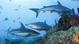 Caribbean reef sharks and a lemon shark (Albert Kok, CC BY-SA 3.0, via Wikimedia Commons)