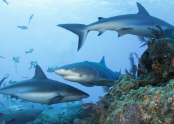 Caribbean reef sharks and a lemon shark (Albert Kok, CC BY-SA 3.0, via Wikimedia Commons)