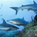 Caribbean reef sharks and a lemon shark (Albert Kok, CC BY-SA 3.0, via Wikimedia Commons)