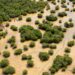 Costal mangrove forests in Everglades National Park. (Federico Acevedo/National Park Service)