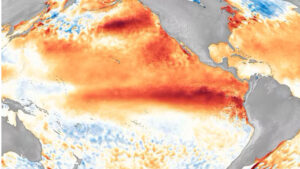 Warm water along the equator off South America signals an El Niño, like this one in 2016. (NOAA image)