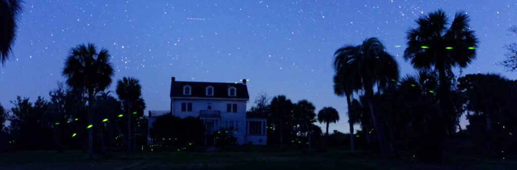 Fireflies in south Georgia at the Butler Island Plantation. This is an 8-second exposure, with some fireflies flashing five or six times in that period. (Jud McCranie, CC BY-SA 4.0, via Wikimedia Commons)