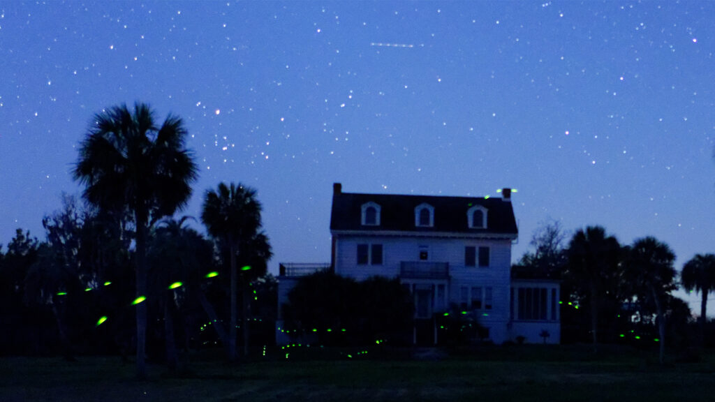 Fireflies in south Georgia at the Butler Island Plantation. This is an 8-second exposure, with some fireflies flashing five or six times in that period. (Jud McCranie, CC BY-SA 4.0, via Wikimedia Commons)