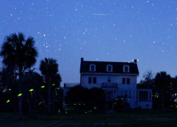 Fireflies in south Georgia at the Butler Island Plantation. This is an 8-second exposure, with some fireflies flashing five or six times in that period. (Jud McCranie, CC BY-SA 4.0, via Wikimedia Commons)