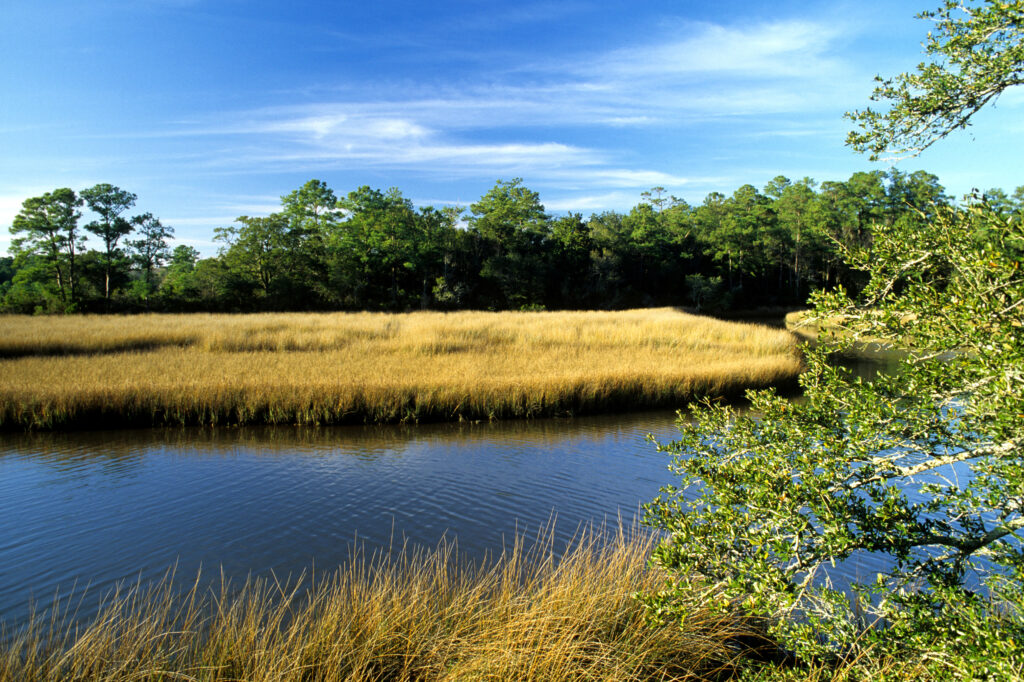 A salt marsh in Florida (Bill Lea, Public domain, via Wikimedia Commons)