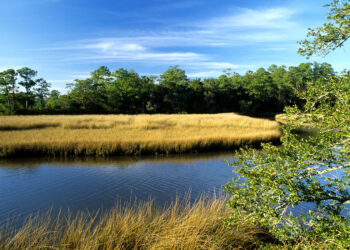 A salt marsh in Florida (Bill Lea, Public domain, via Wikimedia Commons)