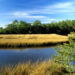 A salt marsh in Florida (Bill Lea, Public domain, via Wikimedia Commons)