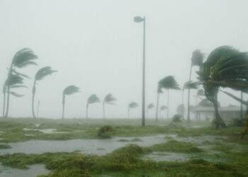 Hurricane Dennis batters palm trees and floods parts of Naval Air Station Key West’s Truman Annex. (U.S. Navy photo by Jim Brooks, via Wikimedia Commons)