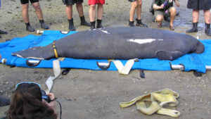 SeaWorld Orlando’s Animal Rescue Team, the U.S. Fish and Wildlife Service, the Florida Fish and Wildlife Commission and the U.S. Geological Survey return a manatee to the waters of Tampa Bay. (U.S. Fish and Wildlife Service Southeast Region, via Wikimedia Commons)