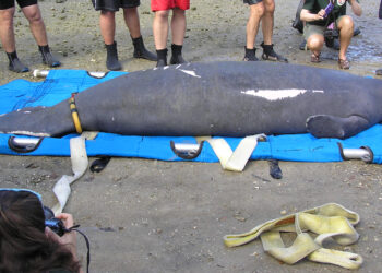 SeaWorld Orlando’s Animal Rescue Team, the U.S. Fish and Wildlife Service, the Florida Fish and Wildlife Commission and the U.S. Geological Survey return a manatee to the waters of Tampa Bay. (U.S. Fish and Wildlife Service Southeast Region, via Wikimedia Commons)