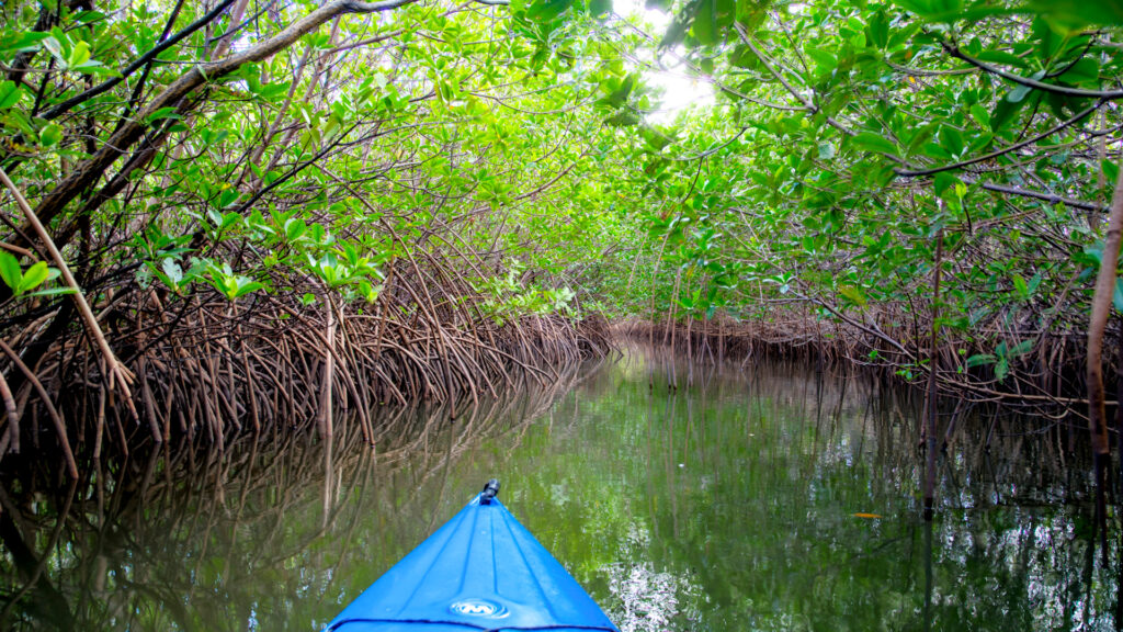 A kayak travels past mangroves in the Jupiter Inlet Outstanding Natural Area. (mypubliclands, CC BY 2.0, via Wikimedia Commons)