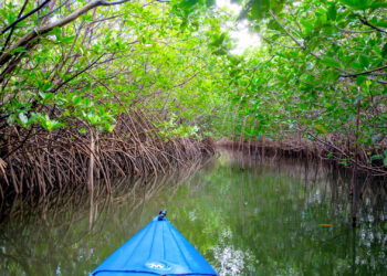 A kayak travels past mangroves in the Jupiter Inlet Outstanding Natural Area. (mypubliclands, CC BY 2.0, via Wikimedia Commons)