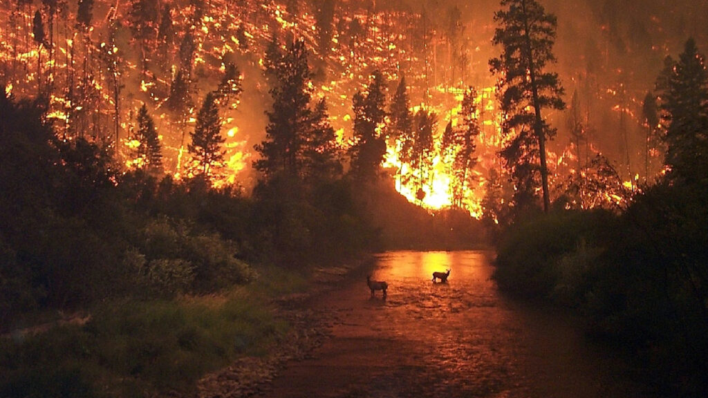 A wildfire in the Bitterroot National Forest in Montana (John McColgan – Edited by Fir0002, Public domain, via Wikimedia Commons)