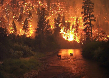 A wildfire in the Bitterroot National Forest in Montana (John McColgan – Edited by Fir0002, Public domain, via Wikimedia Commons)