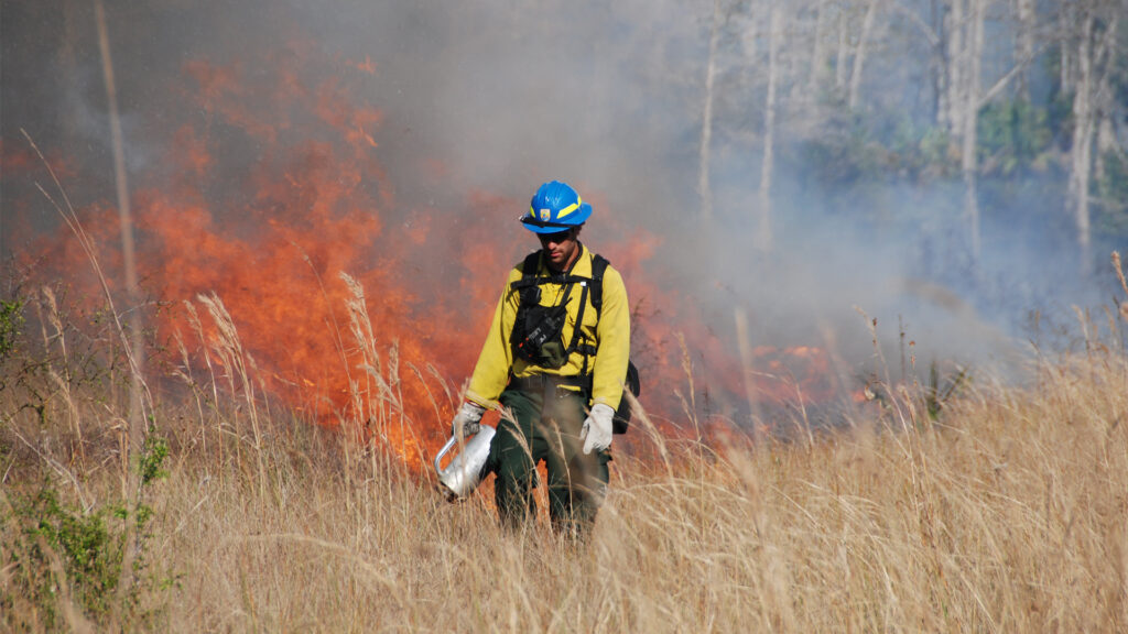 A prescribed burn at Florida Panther National Wildlife Refuge (National Archives at College Park, Public domain, via Wikimedia Commons)