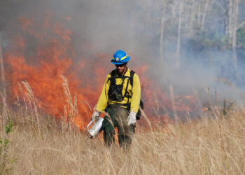 A prescribed burn at Florida Panther National Wildlife Refuge (National Archives at College Park, Public domain, via Wikimedia Commons)