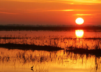 The sun rises over wetlands (Steve Hillebrand, U.S. Fish and Wildlife Service, via Wikimedia Commons)