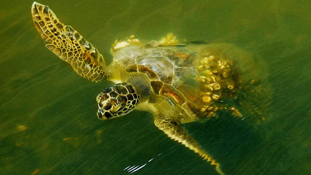 A sea turtle feasting on algae in the Indian River Lagoon (Andrea Westmoreland, CC BY-SA 2.0, via Wikimedia Commons)