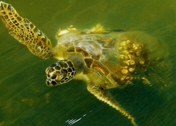 A sea turtle feasting on algae in the Indian River Lagoon (Andrea Westmoreland, CC BY-SA 2.0, via Wikimedia Commons)