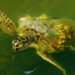 A sea turtle feasting on algae in the Indian River Lagoon (Andrea Westmoreland, CC BY-SA 2.0, via Wikimedia Commons)