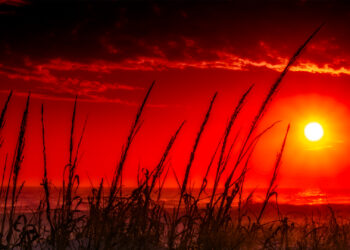 A sunset over dunes in Florida (Charles Patrick Ewing, CC BY 2.0, via Wikimedia Commons)
